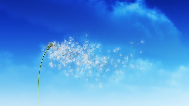 Dandelion Clouds