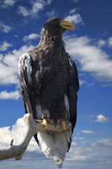 Steller's sea eagle - Haliaeetus pelagicus
