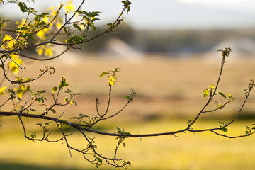 A nice abstract of a tree branch.
