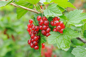 currant