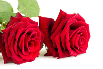 Beautiful red roses close up over white background