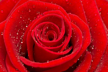 Beautiful red rose close up