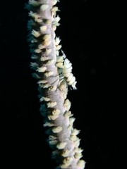 Shrimp, Wire Coral - Pontonides uncigeri