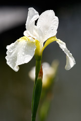 Naklejka na ściany i meble White irises with drops on petals after rain