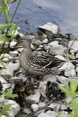 Stockente mit Nachwuchs