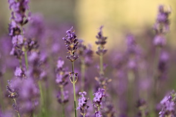 Obraz premium Lavanda