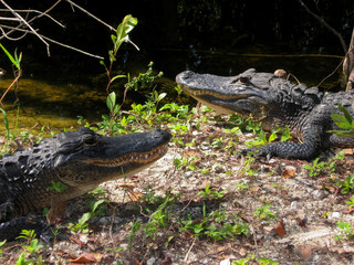 Pair of Alligators resting in Sun