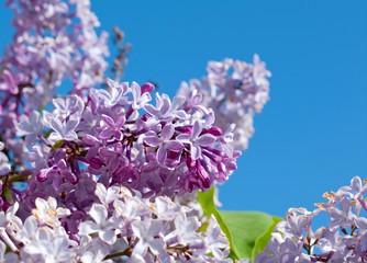 Bunch of violet lilac flower