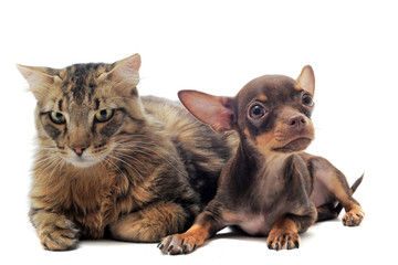 chiot chihuahua et chat main coon