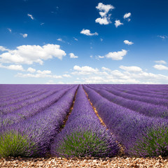 Lavande Provence France / lavender field in Provence, France - obrazy, fototapety, plakaty