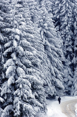 high spruce under a thick layer of snow