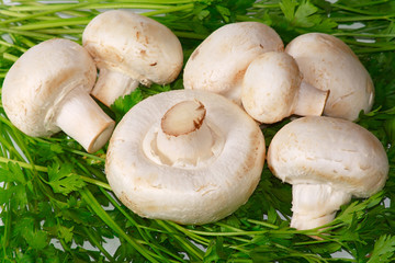 The raw white champignons with fresh greens