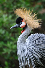 ホオジロカンムリヅル