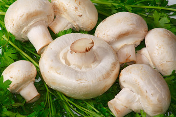 The raw white champignons with fresh greens