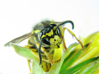 Yellow wasp on a few green leaves