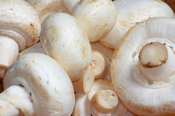 The raw white champignons for vegetarian diet