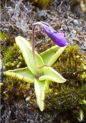 P.vulgaris an Felswand in den Alpen
