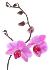 phalaenopsis,