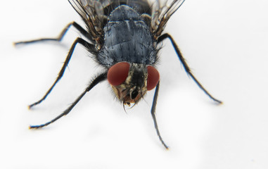 Marcro a fly red-eye and blue on white body