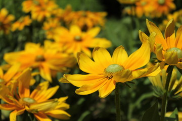 黄色いマーガレット畑