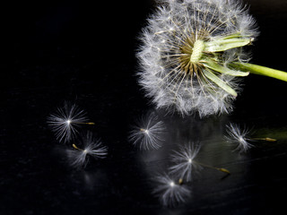 dandelion flower on a black background with seeds around