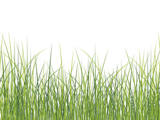 Green grass background