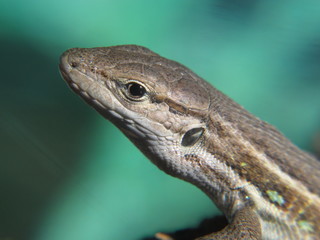 foreground lizard head on a green background