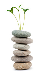 Fototapeta na wymiar Pebbles and seedlings - alternative medicine concept
