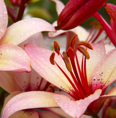 Lilie © Swetlana Wall