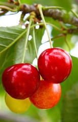 Cherry