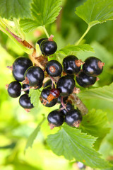 Schwarze Johannesbeeren