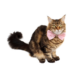 Tabby cat with bow