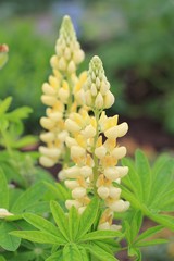 Lupine