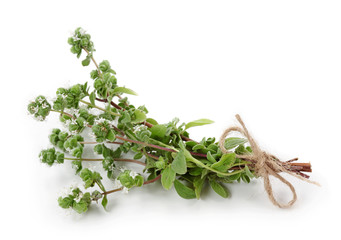 Marjoram isolated on white background