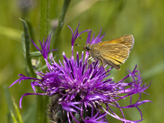 small skipper butterfly