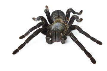 Spider isolated on a white