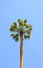 Palma. Palm tree.