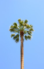 Naklejka premium Palma. Palm tree.