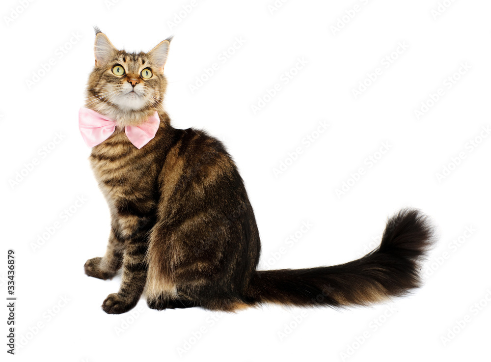 Wall mural tabby cat with bow