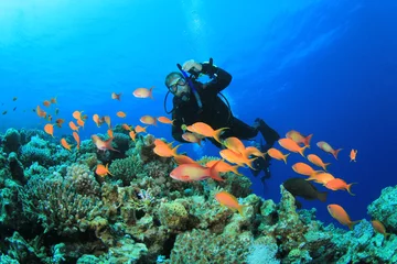 Fensteraufkleber Tropische Fische, Korallenriffe und Taucher © Richard Carey