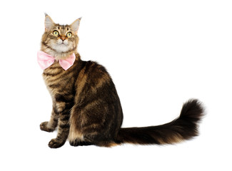 Tabby cat with bow