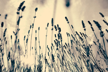 Lavender or lavandula against the sunset sky