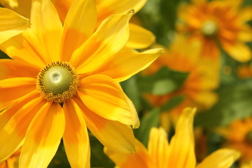 Fototapeta premium 黄色のマーガレット