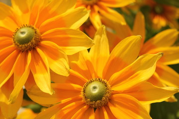 黄色いマーガレット