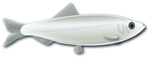 Illustration Kieler Sprotte