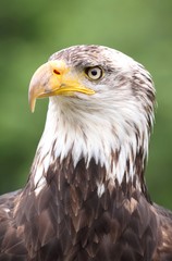 aigle a tete blanche
