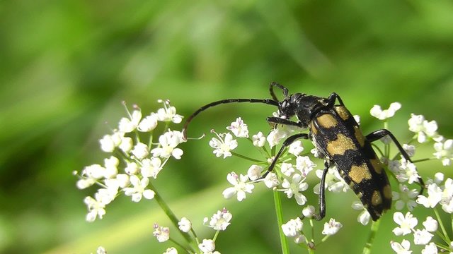 Vierbindige Schmalbock - Leptura quadrifasciata
