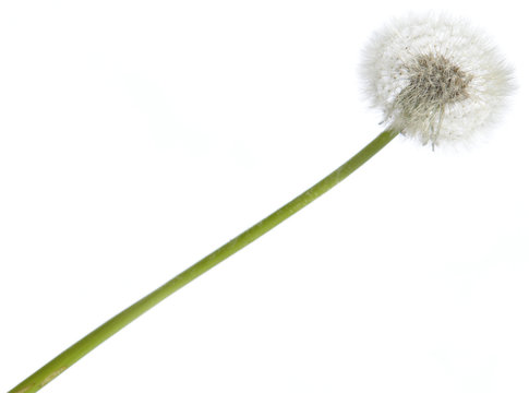 Dandelion against a white background (isolated)