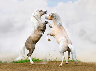 Welsh pony stallions on the sky background