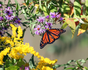 Monarch Butterfly